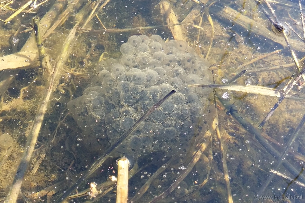 144340 Ovature di Rana latastei (Rana di Lataste).jpg